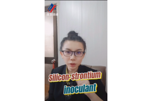 When should silicontium inoculant be used?